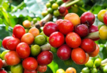 Exportações de café crescem 15,5%, puxadas pelo canéfora
