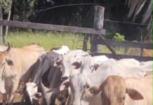 Polícia Militar recupera gado furtado e apreende materiais em propriedade rural de Monte Carmelo