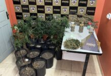 Polícia Militar prende autor por tráfico de drogas e localiza estufa para cultivo de canabis em Coromandel