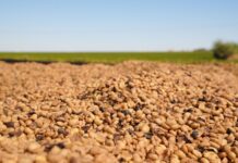Região do Cerrado Mineiro leva cafés da nova safra e experiências sensoriais à World of Coffee Brussels 2026