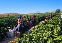 Mais de 30 trabalhadores sem água potável e banheiros são resgatados de fazenda de café