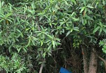 Homem morre após ficar prensado entre trator e árvore na zona rural de Monte Carmelo