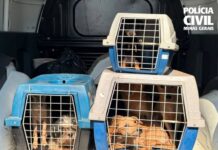 Polícia Civil resgata 12 cães durante investigação de maus-tratos em Uberlândia